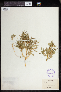 Euphorbia hexagona image
