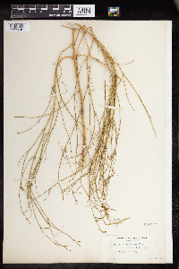 Euphorbia hexagona image