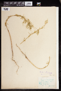 Euphorbia hexagona image