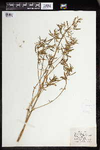 Euphorbia hexagona image