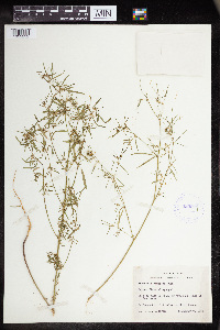Euphorbia hexagona image