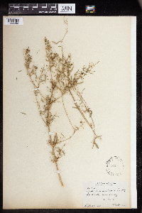 Euphorbia hexagona image