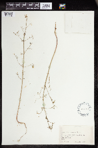 Euphorbia hexagona image