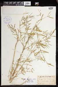 Euphorbia hexagona image