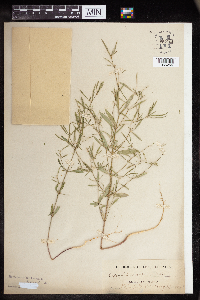 Euphorbia hexagona image