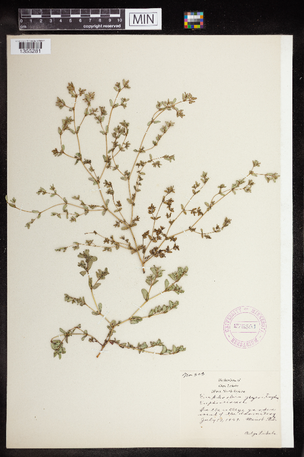 Euphorbia geyeri image
