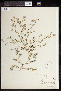 Thumbnail image of current specimen