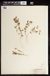 Euphorbia geyeri image