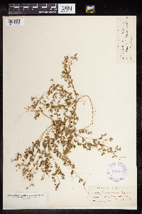 Euphorbia geyeri image