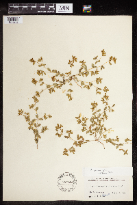 Euphorbia geyeri image