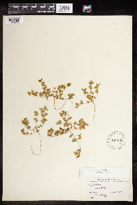 Euphorbia geyeri image