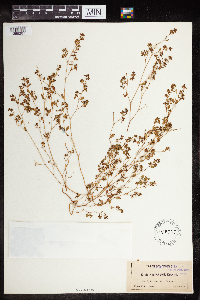 Euphorbia geyeri image