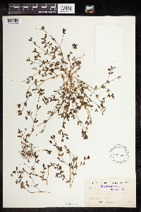 Euphorbia geyeri image