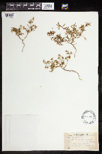 Euphorbia geyeri image