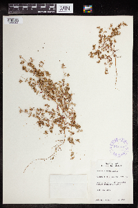 Euphorbia geyeri image