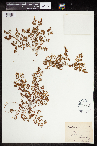 Euphorbia geyeri image