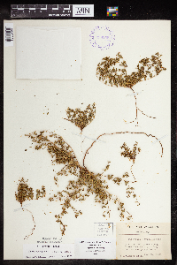 Euphorbia geyeri image