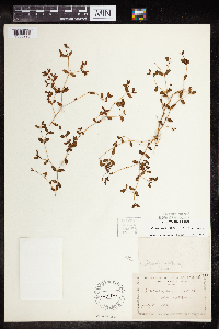 Euphorbia geyeri image
