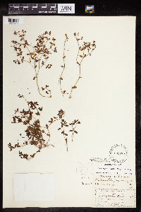 Euphorbia geyeri image