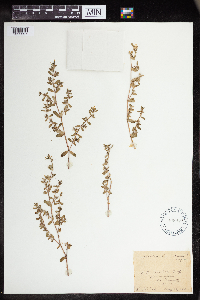 Euphorbia humistrata image
