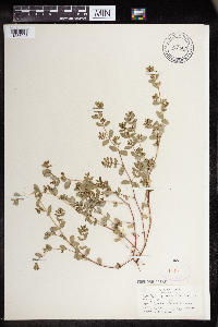Euphorbia humistrata image