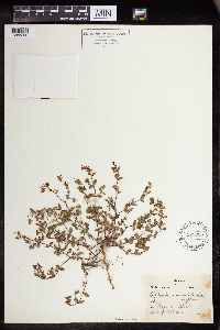 Euphorbia humistrata image