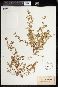 Euphorbia humistrata image