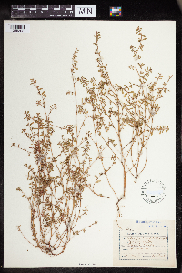 Euphorbia humistrata image