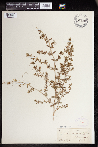 Euphorbia humistrata image