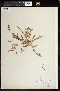 Euphorbia humistrata image