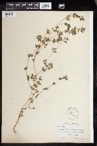 Euphorbia humistrata image