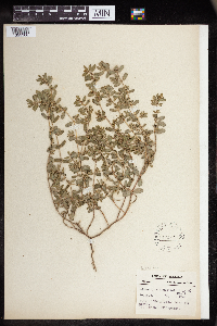 Euphorbia humistrata image