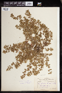 Euphorbia humistrata image