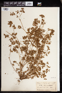 Euphorbia humistrata image