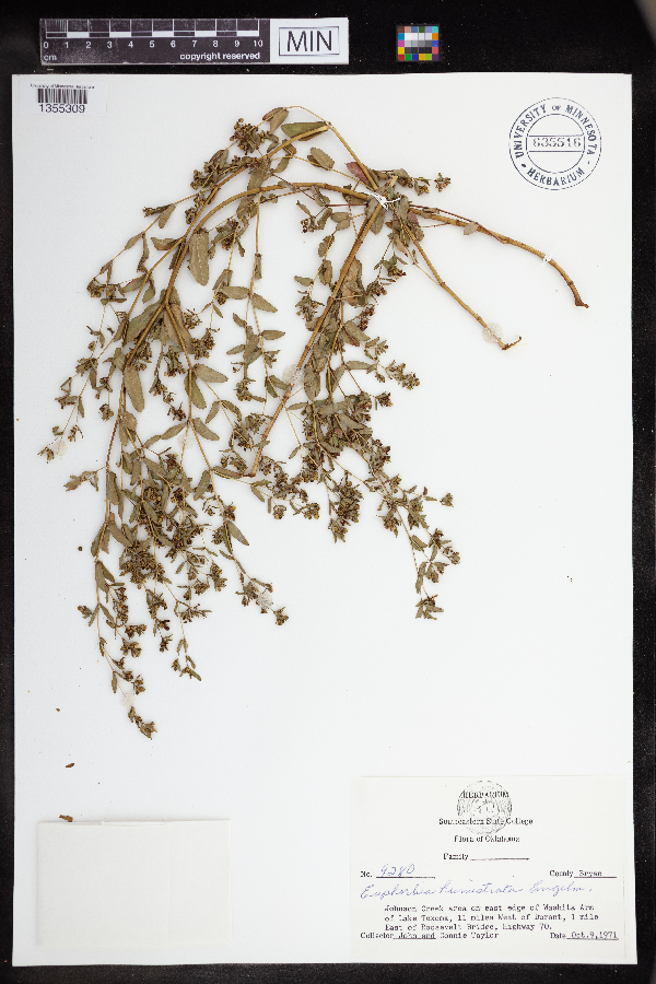 Euphorbia humistrata image