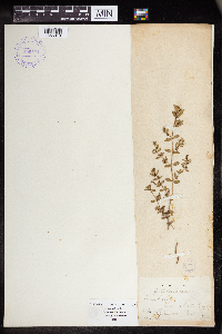 Euphorbia humistrata image