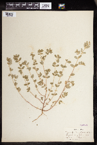 Euphorbia humistrata image