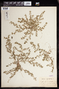 Euphorbia humistrata image