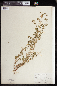 Euphorbia humistrata image