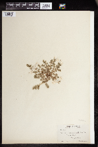 Euphorbia humistrata image