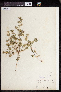 Euphorbia humistrata image