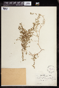 Euphorbia humistrata image