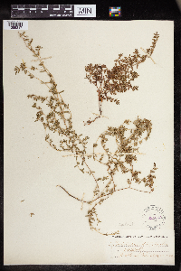 Euphorbia humistrata image