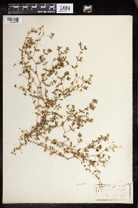 Euphorbia humistrata image