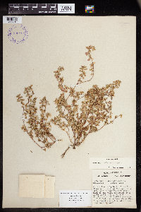 Euphorbia humistrata image