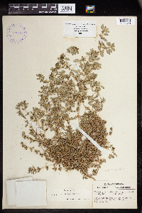Euphorbia humistrata image