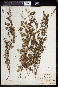 Euphorbia humistrata image