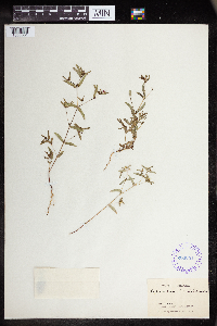 Thumbnail image of current specimen