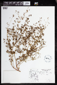 Thumbnail image of current specimen