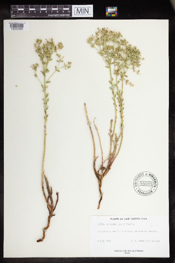 Euphorbia lurida image